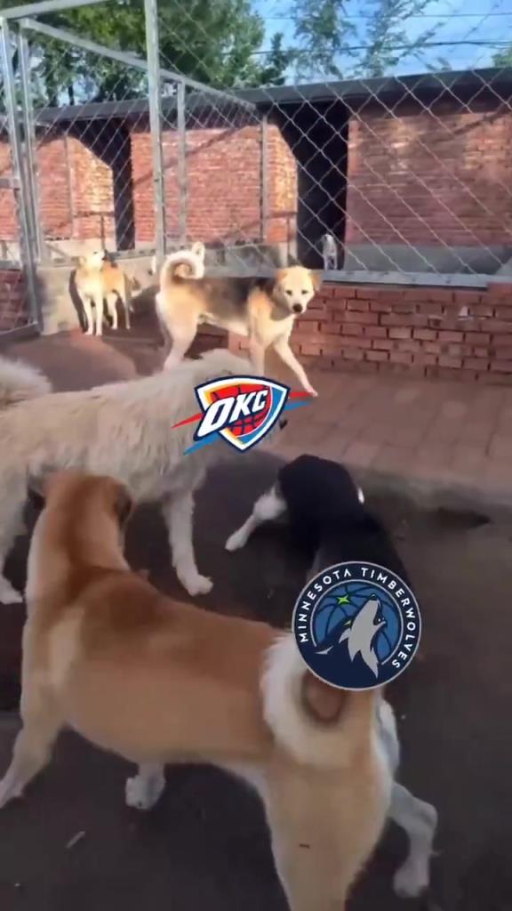 太有活了！美媒惡搞：狗王雷霆嚇退掘金灰熊，把森林狼按地上